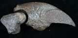Fossil Giant Sloth Claw - Extremely Well Preserved #9353-1